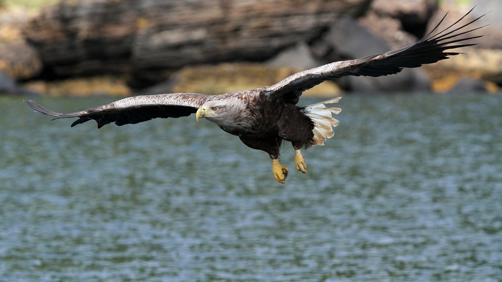 Sea Eagle Sea Eagle