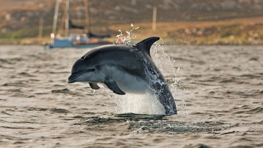 Dolphins Dolphins