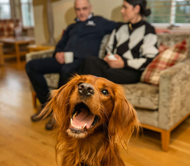 Dog Friendly Walks Dog Friendly Walks