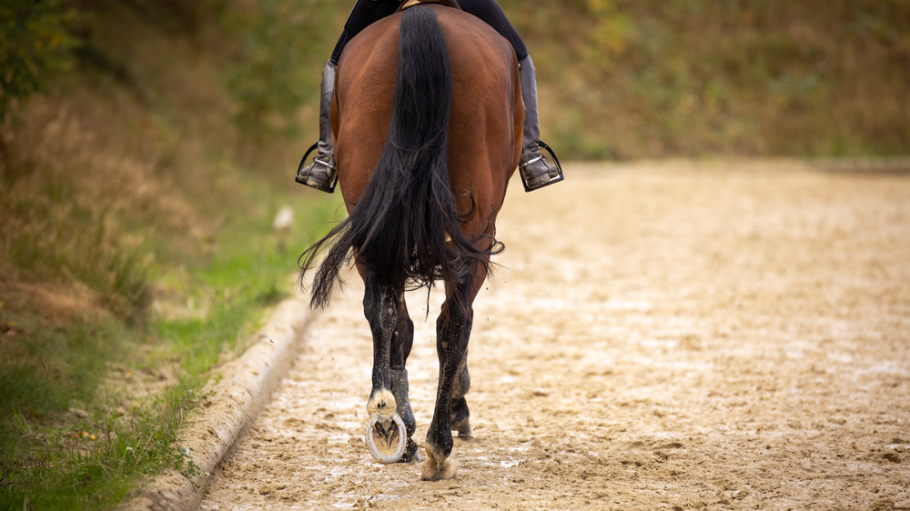 Horse Riding Horse Riding
