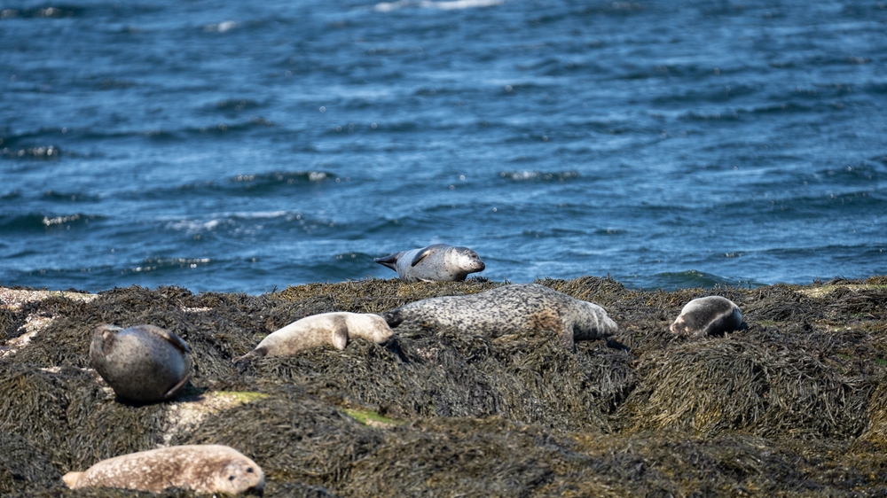 Seals Seals